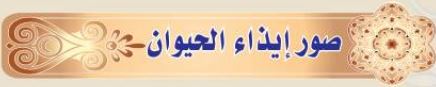 صور إيذاء الحيوان